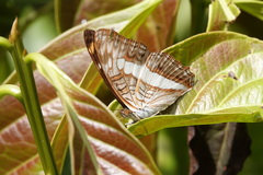 Adelpha alala