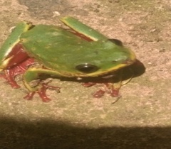 Hyperolius viridiflavus