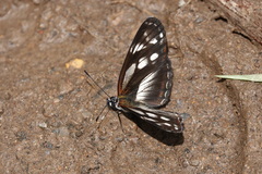 Eresia letitia
