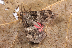 Catocala coniuncta