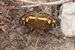 Anthanassa drusilla