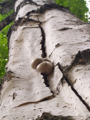 Lycogala flavofuscum