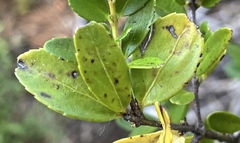 Phyllosticta pachystimae