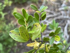 Phyllosticta pachystimae