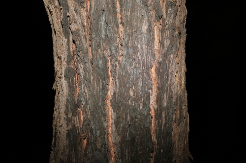Image of Eucalyptus fibrosa by (c) Greg Tasney, some rights reserved (CC BY-SA)