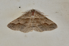 Syneora cheleuta