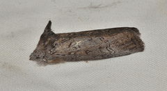 Hobartina amblyiodes