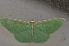 Chlorocoma melocrossa