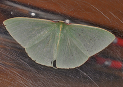 Chlorocoma assimilis