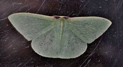 Chlorocoma assimilis