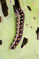 Tenthredo mandibularis