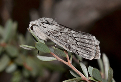 Cerura melanoglypta