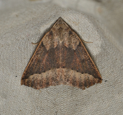 Androchela newmannaria