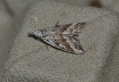 Nola albalis