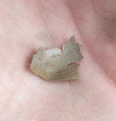 Lycogala flavofuscum