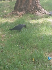 Corvus monedula