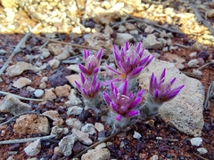 Ptilotus helipteroides