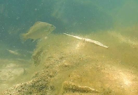 Black-Blotch Grunter