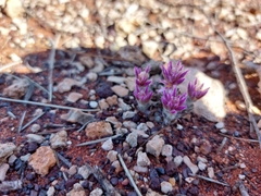 Ptilotus helipteroides