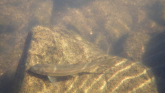 Pseudochondrostoma polylepis