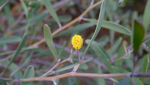 Image of Acacia rhodophloia by (c) Peter Crowcroft, some rights reserved (CC BY)