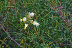 Grevillea leucoclada