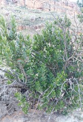Hyaenanche globosa