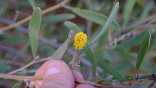 Image of Acacia rhodophloia by (c) Peter Crowcroft, some rights reserved (CC BY)