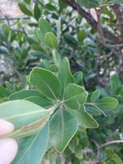 Hyaenanche globosa