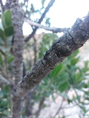 Hyaenanche globosa