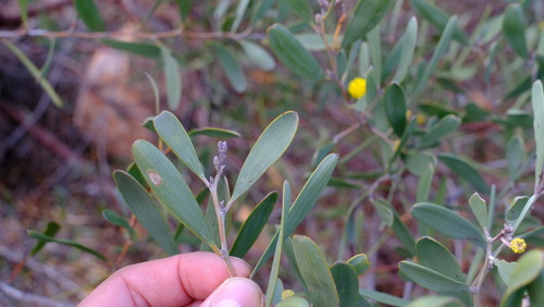 Image of Acacia rhodophloia by (c) Peter Crowcroft, some rights reserved (CC BY)