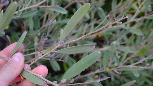 Image of Acacia rhodophloia by (c) Peter Crowcroft, some rights reserved (CC BY)