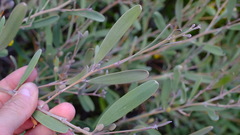 Acacia rhodophloia