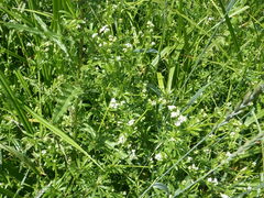 Galium rivale