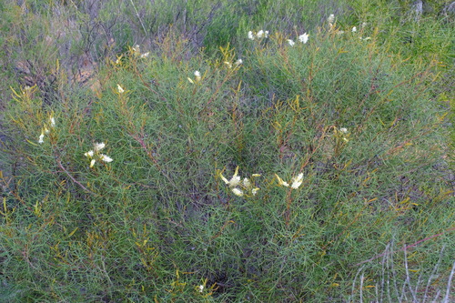 Grevillea leucoclada, photograph 1