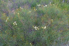 Grevillea leucoclada, photograph (c) Peter Crowcroft, some rights reserved (CC BY)