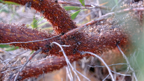 Image of Acacia rhodophloia by (c) Peter Crowcroft, some rights reserved (CC BY)