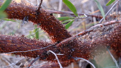Acacia rhodophloia
