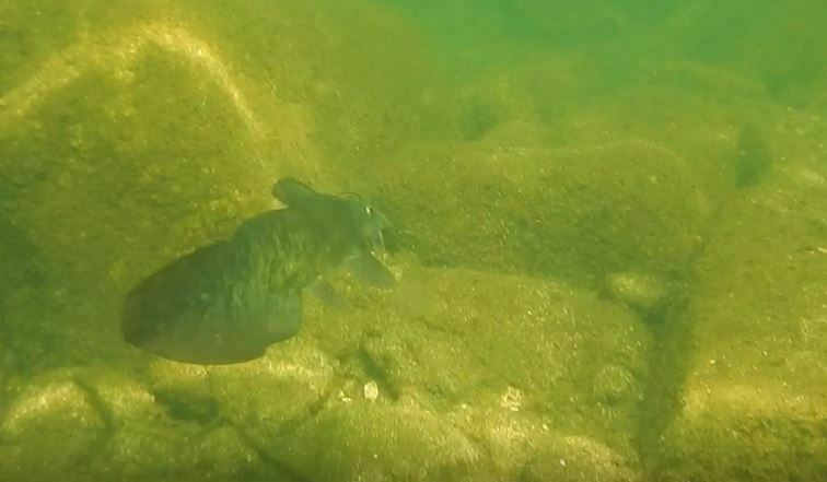 Falsespine Catfish