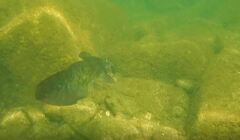 Falsespine Catfish photo 1
