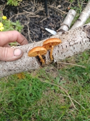 Fungi