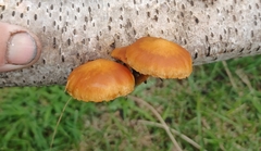 Fungi