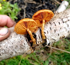 Fungi