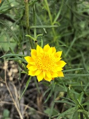 Xerochrysum viscosum
