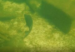 Butler's Grunter photo 2