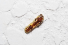 Phauda flammans