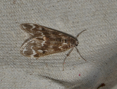 Hygraula nitens