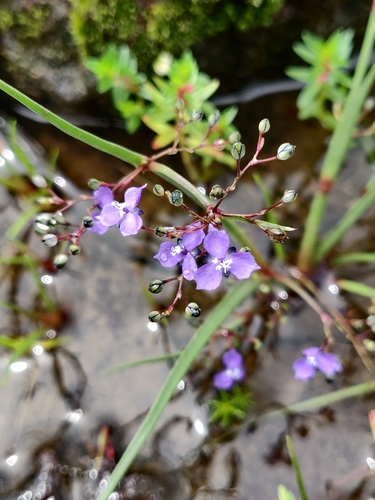 Image of Murdannia semiteres by (c) Rohit Naniwadekar, some rights reserved (CC BY)