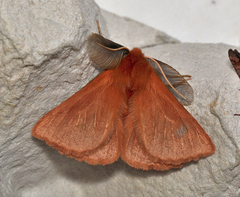 Pterolocera leucocera