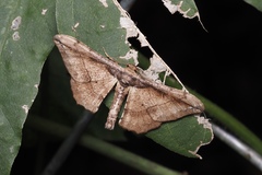 Hyposidra infixaria
